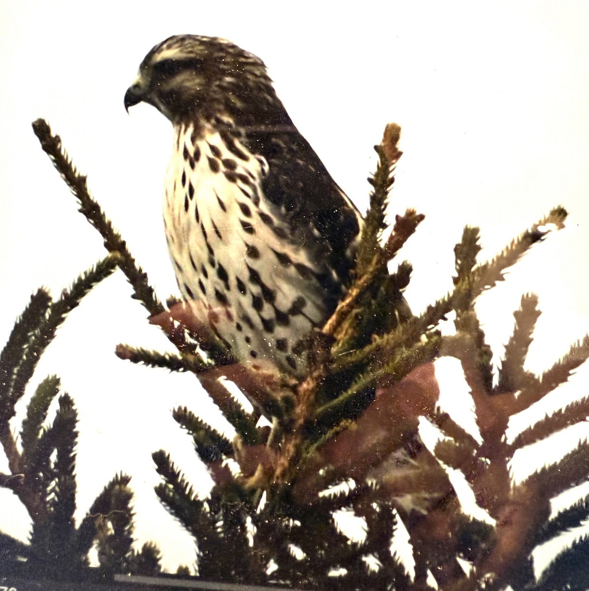 Red-shouldered Hawk - ML627705838