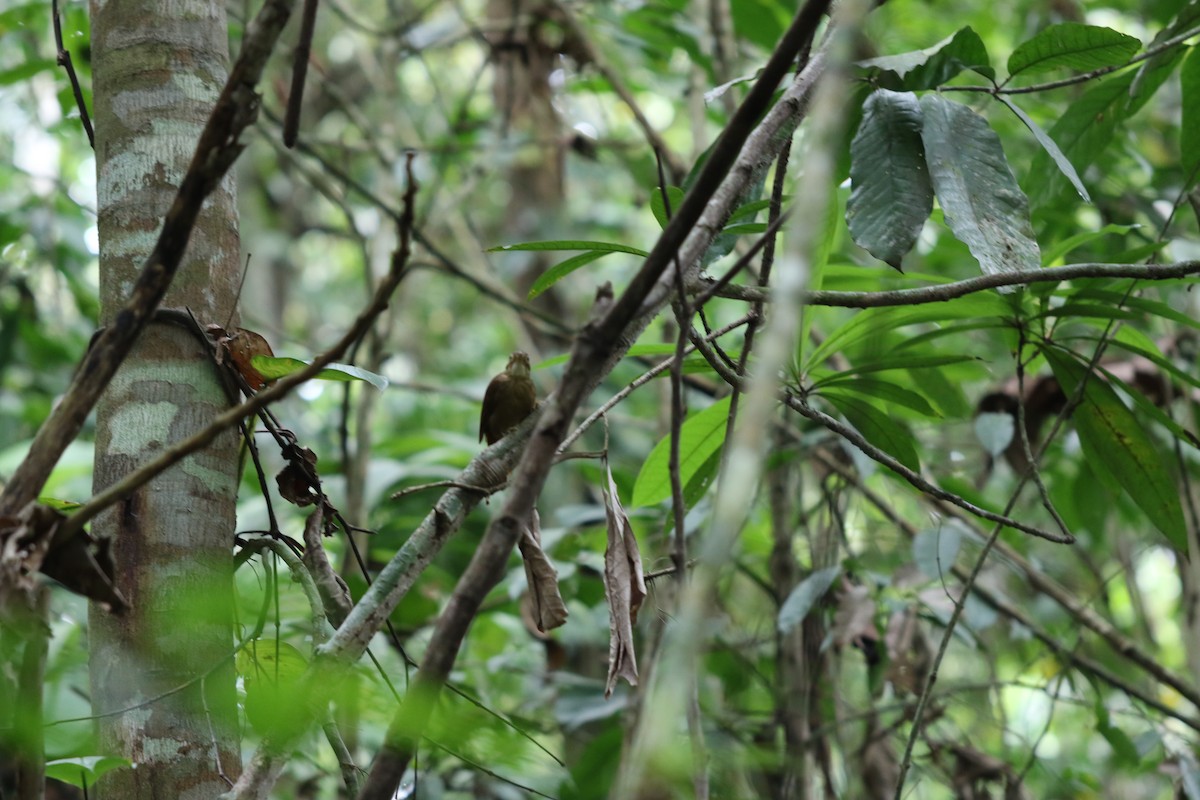 Ochre-throated Foliage-gleaner - ML627705839