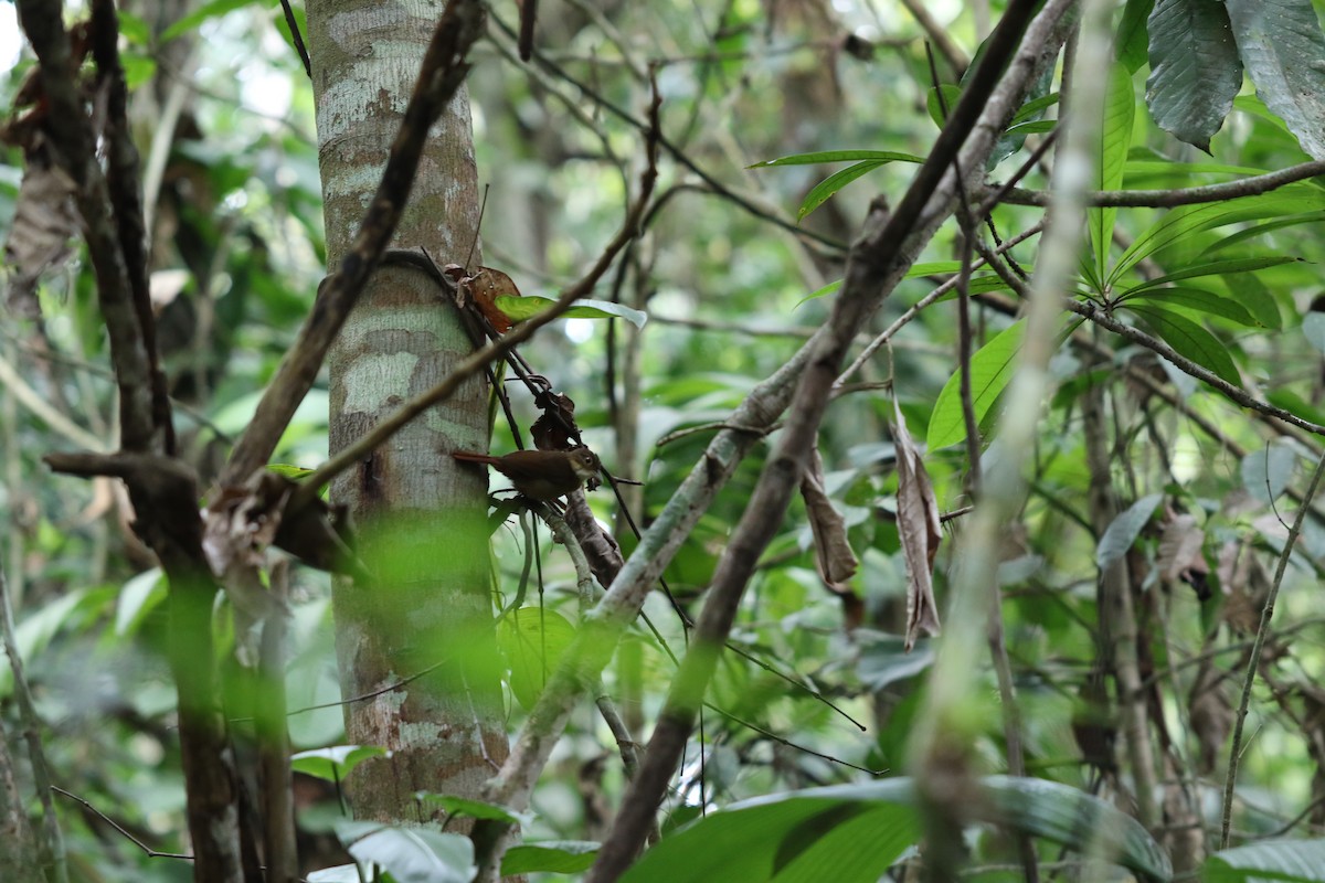 Ochre-throated Foliage-gleaner - ML627705848