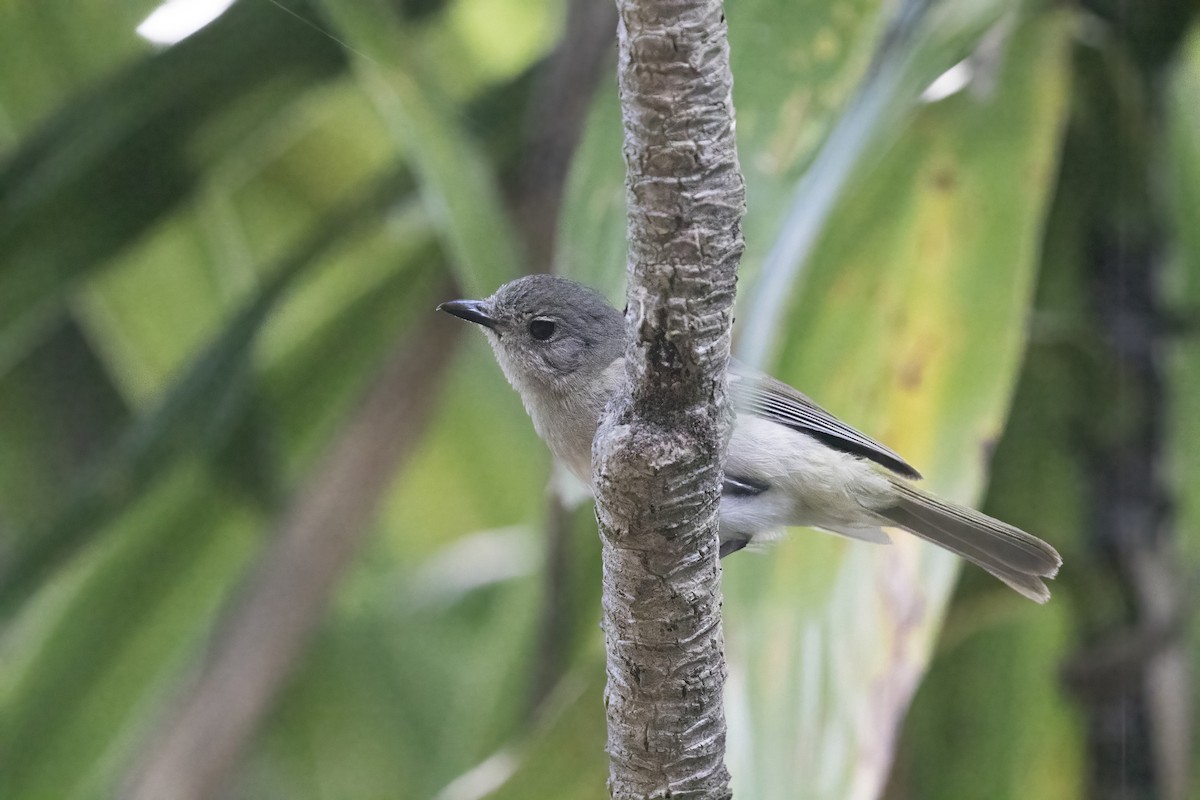 Golden Whistler (Eastern) - ML627705901