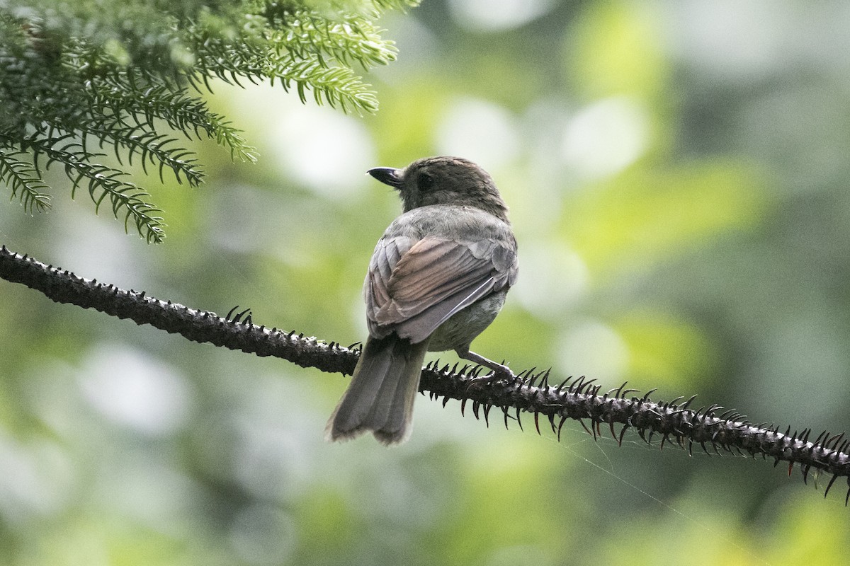 Golden Whistler (Eastern) - ML627705902