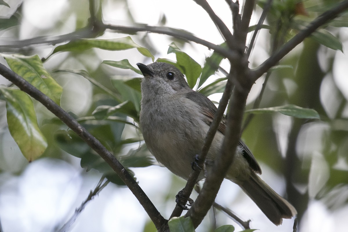 Golden Whistler (Eastern) - ML627705903