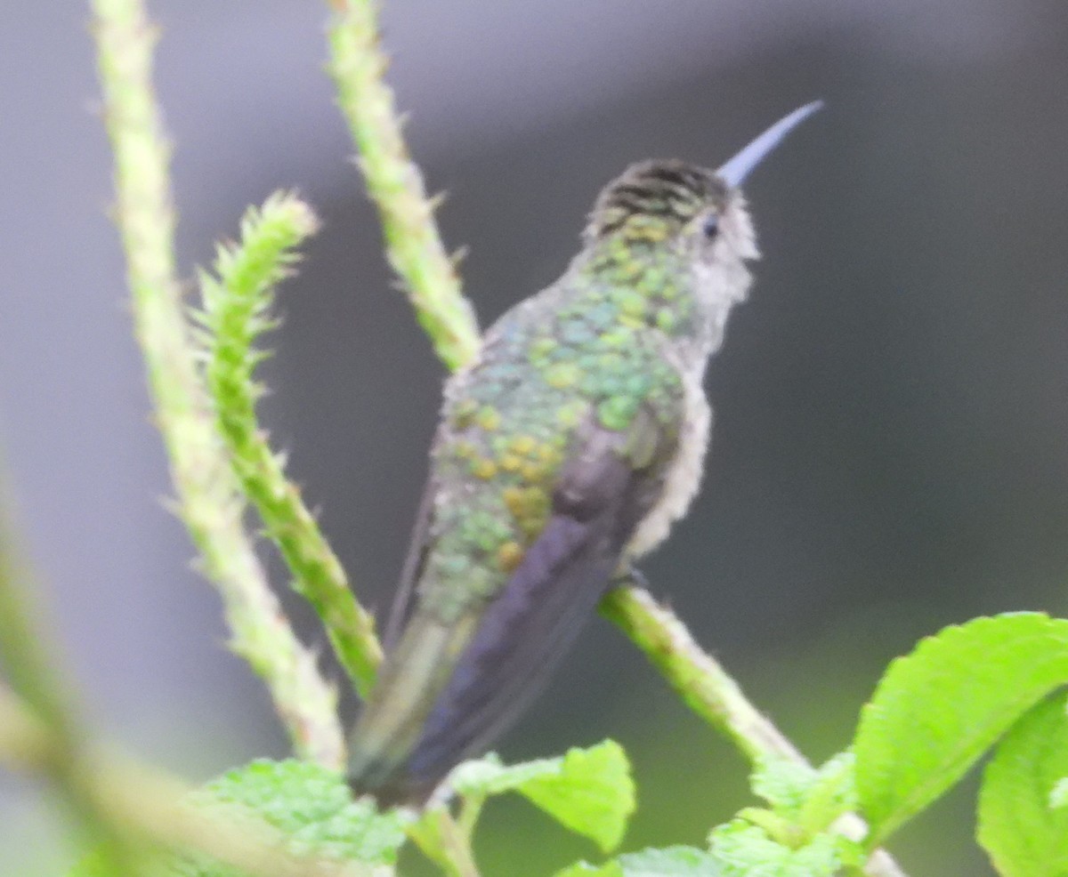 Colibri de Cuvier - ML627705986