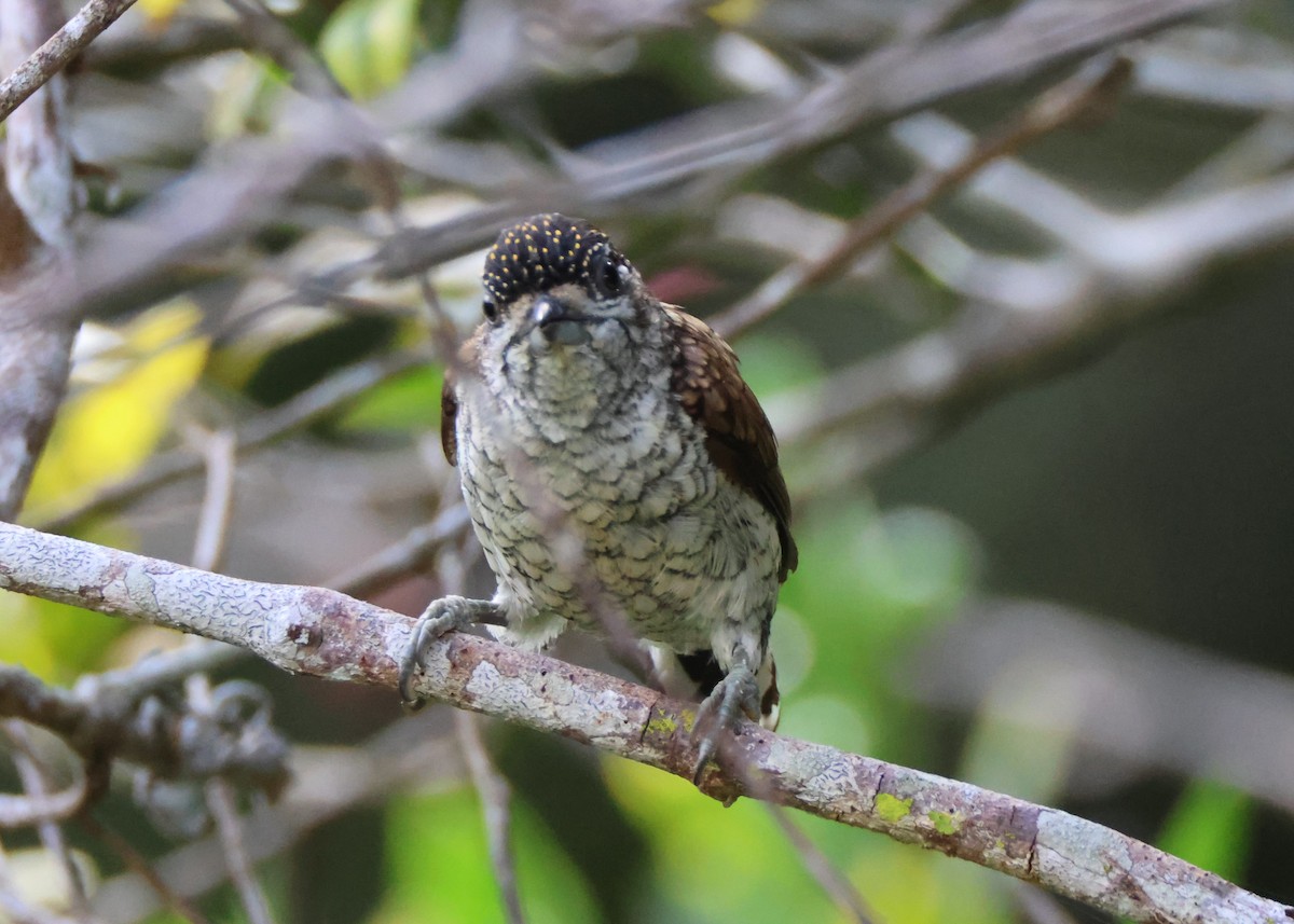 Scaled Piculet - ML627706012
