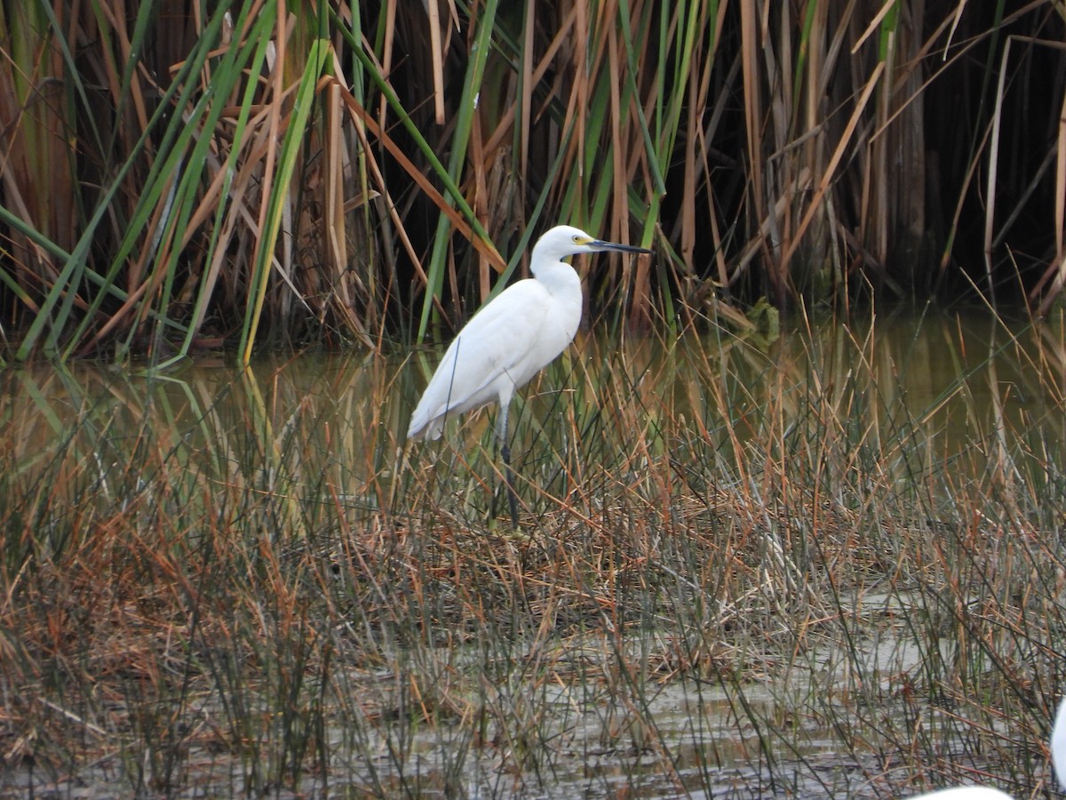 Snowy Egret - ML627706268