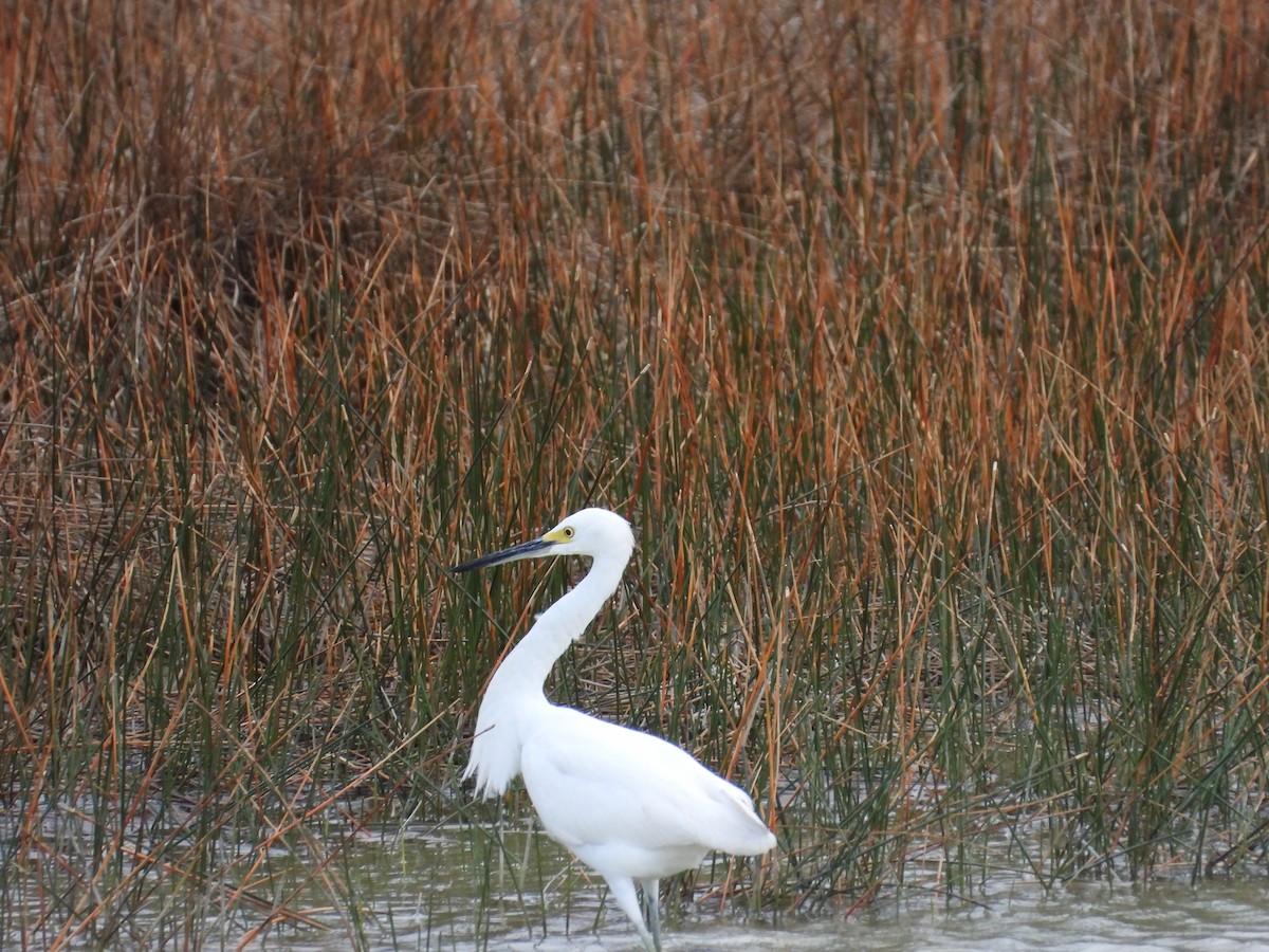 Snowy Egret - ML627706269