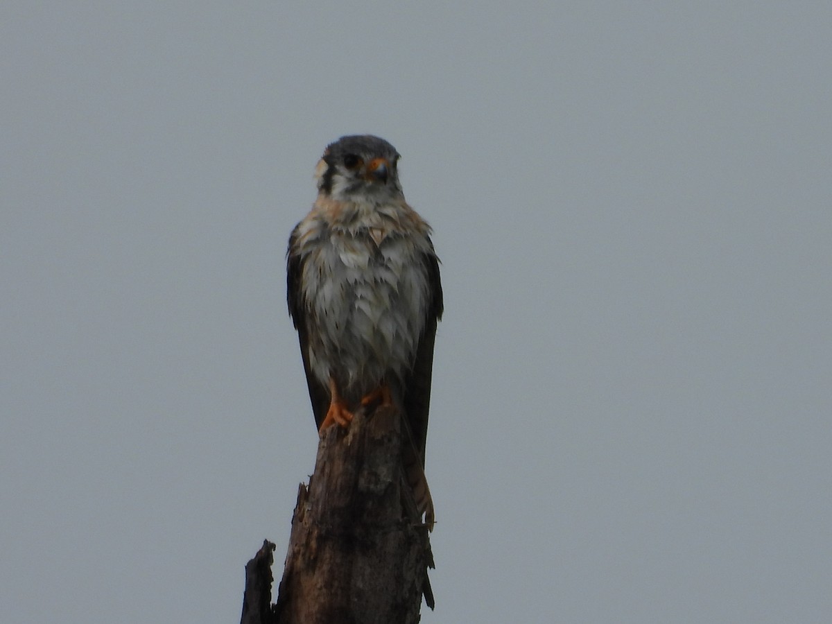 American Kestrel - ML627706293