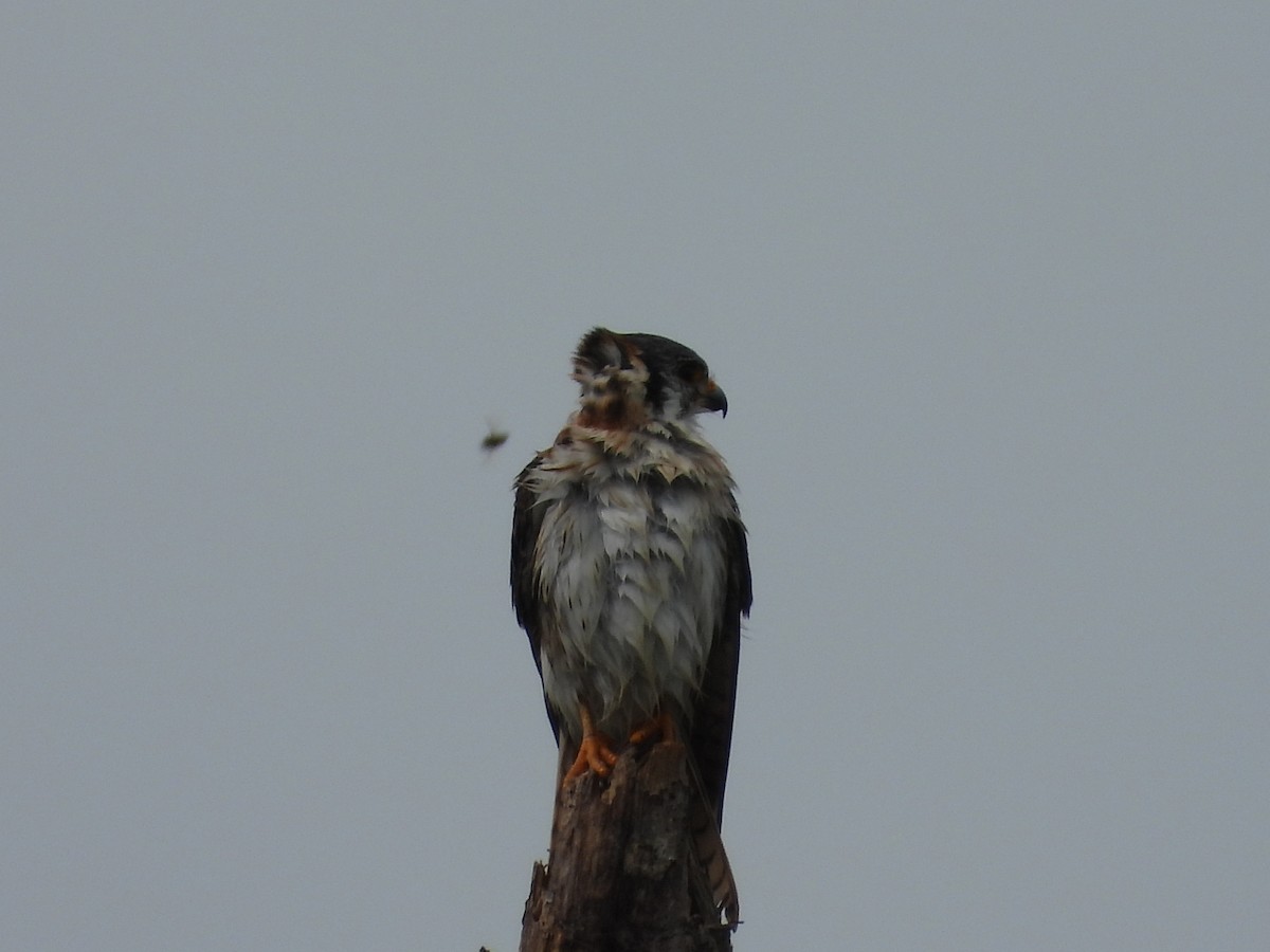 American Kestrel - ML627706294