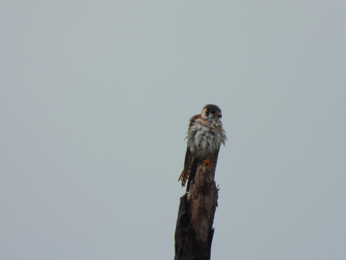 American Kestrel - ML627706295