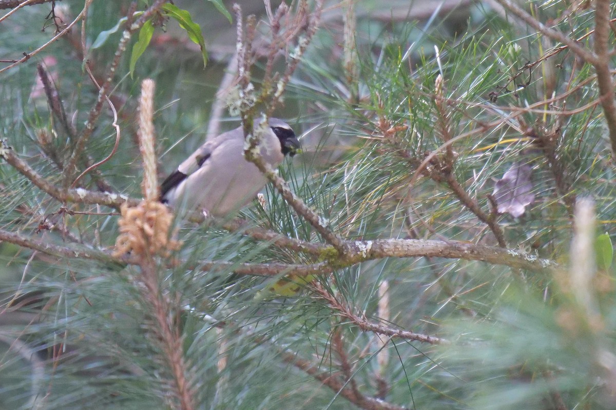 Taiwan Bullfinch - ML627706360