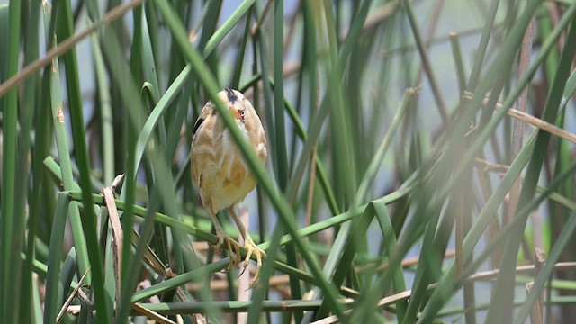 Stripe-backed Bittern - ML627706407