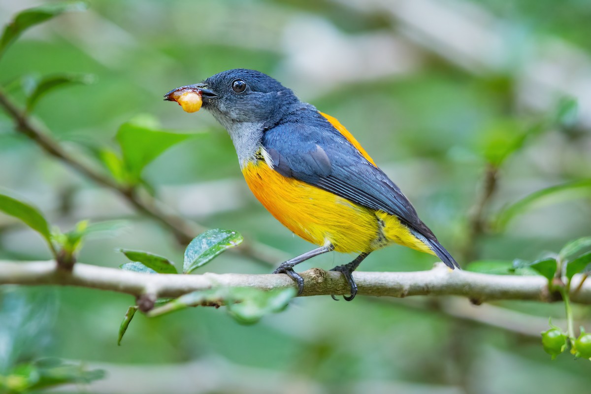 Orange-bellied Flowerpecker - ML627706520