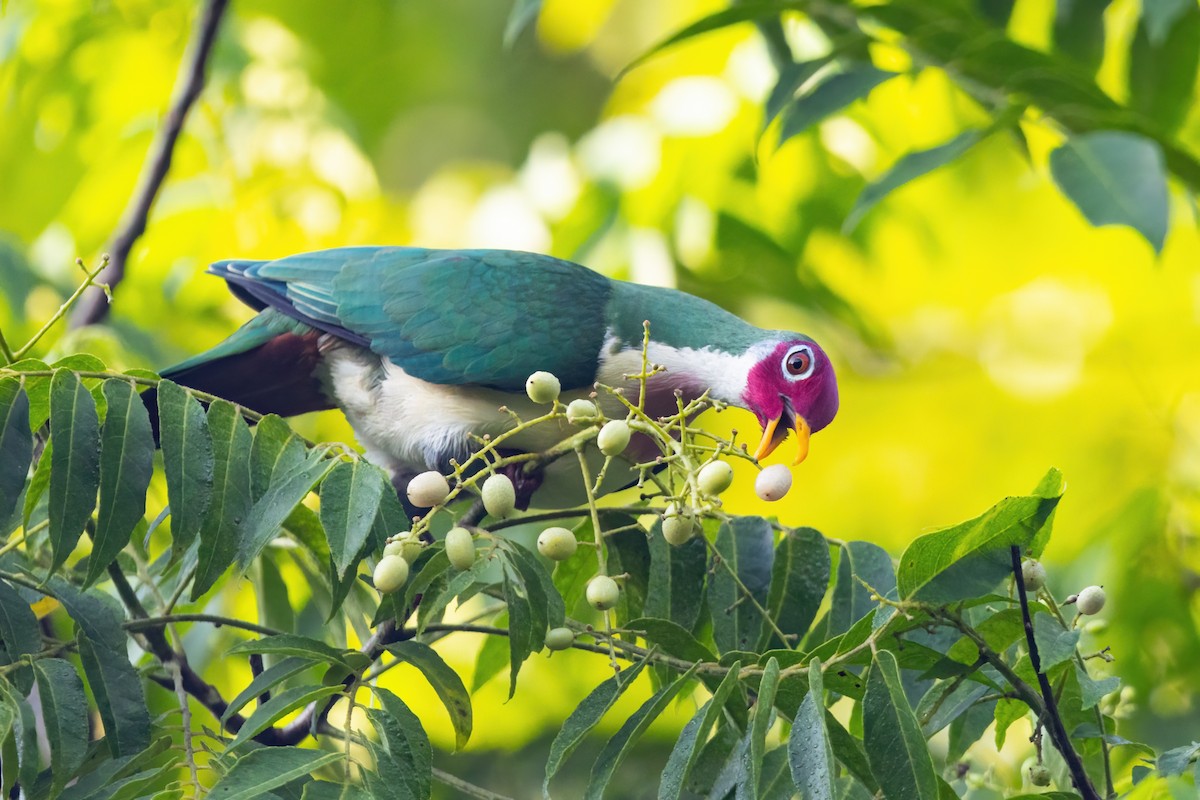 Jambu Fruit-Dove - ML627706532