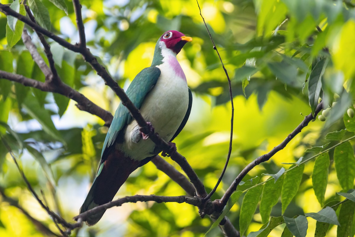 Jambu Fruit-Dove - ML627706535