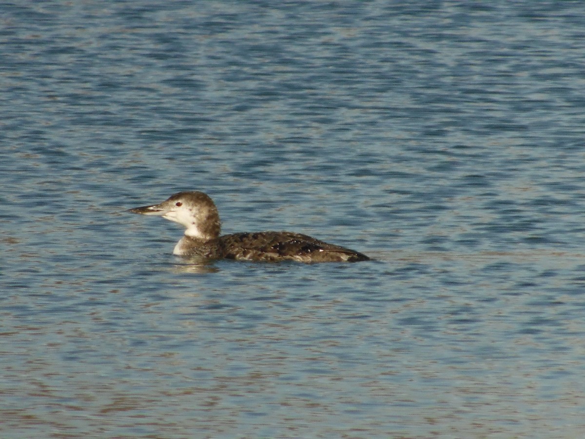 Common Loon - ML627706541