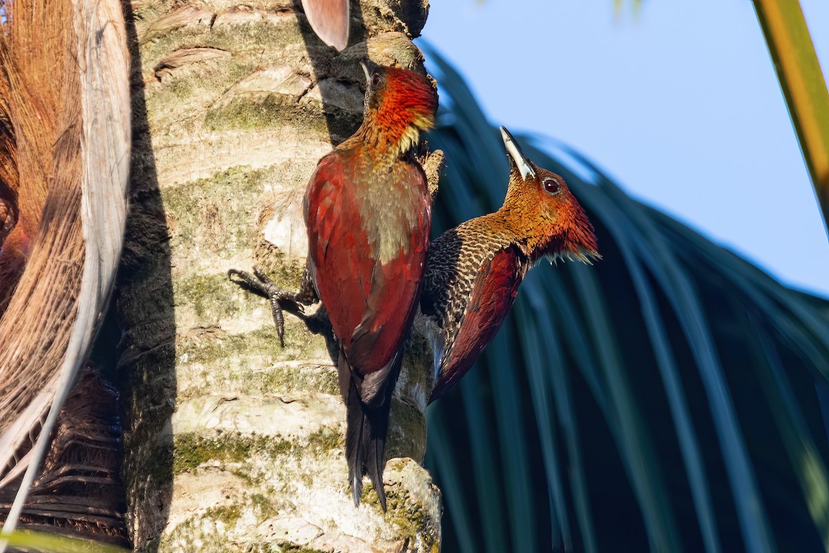 Banded Woodpecker - ML627706547