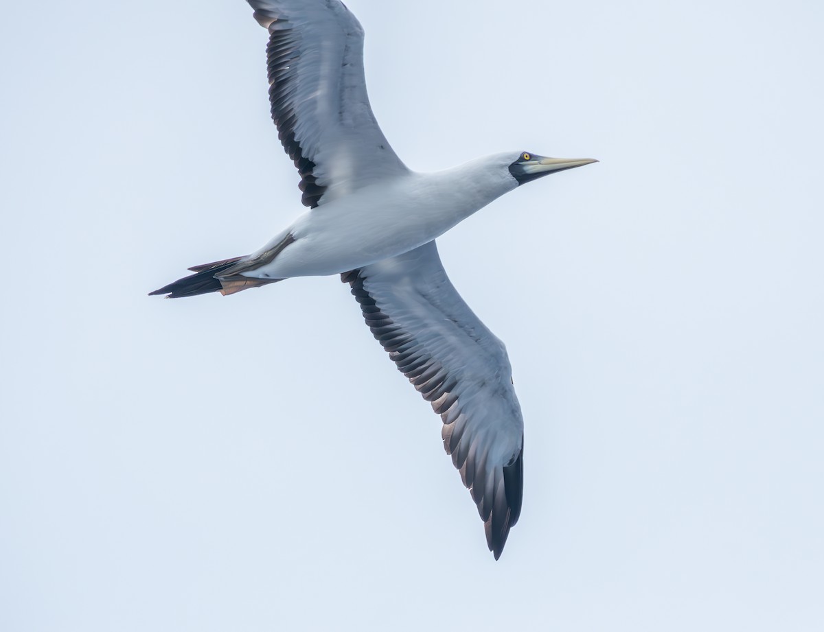 Masked Booby - ML627706583