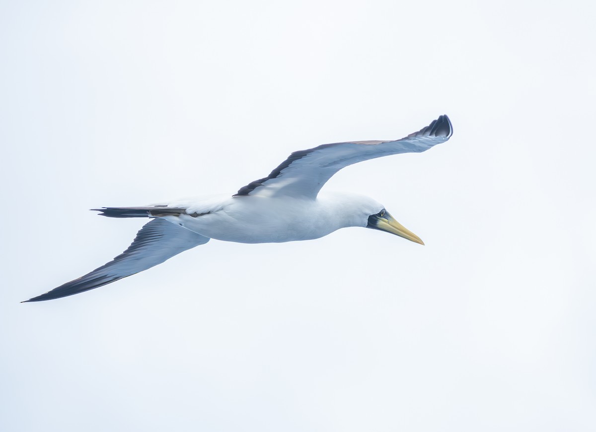 Masked Booby - ML627706584