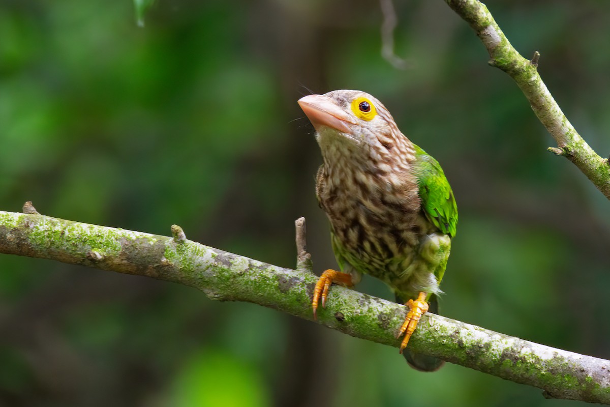 Lineated Barbet - ML627706607