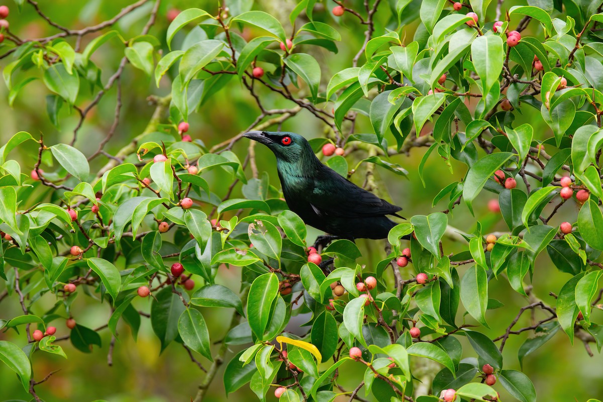 Asian Glossy Starling - ML627706625