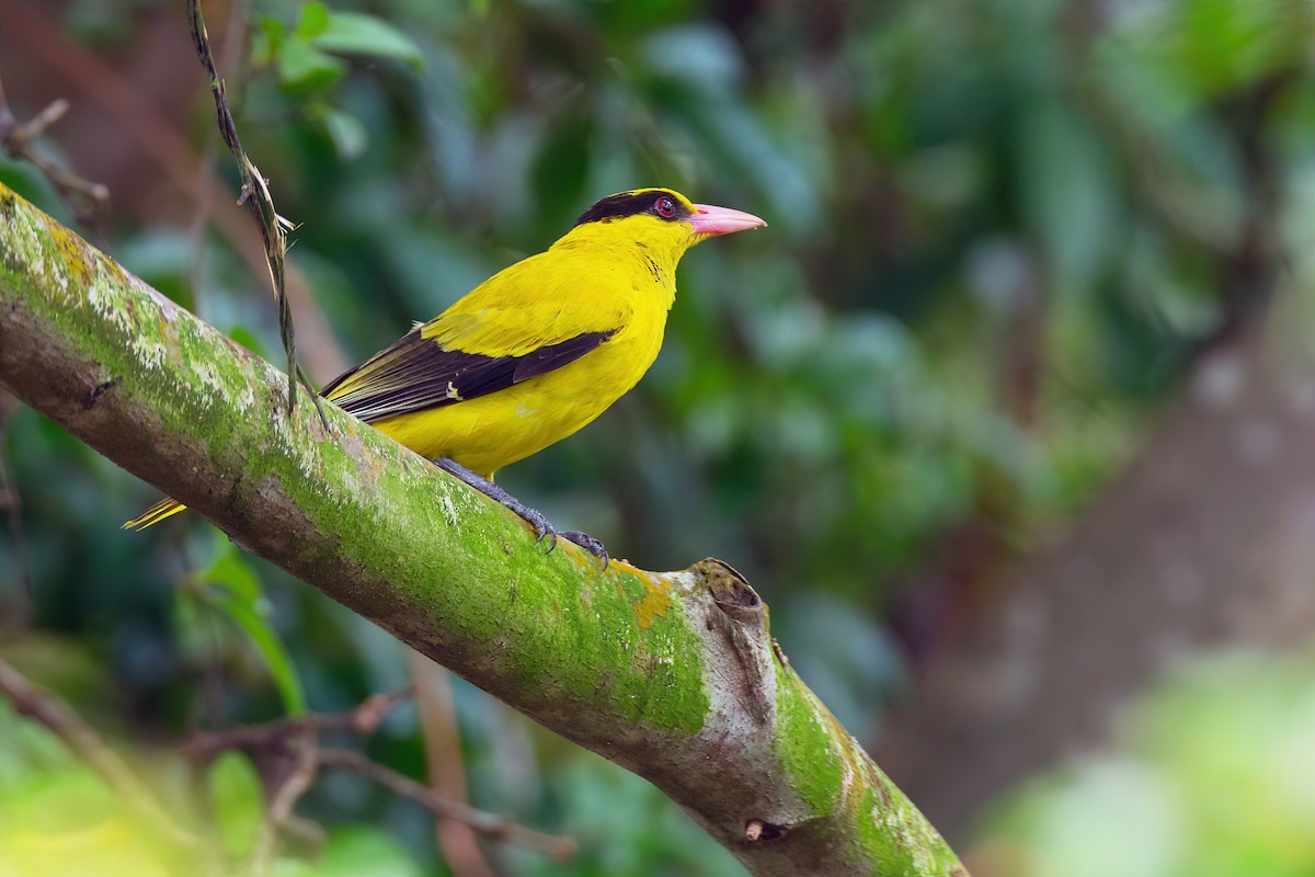 Black-naped Oriole - ML627706630