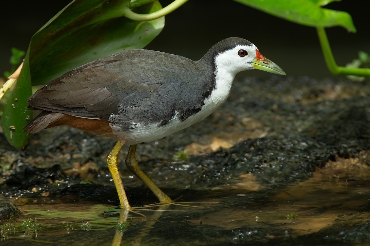 White-breasted Waterhen - ML627706663