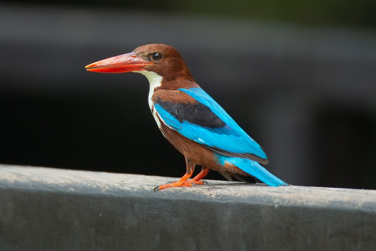 White-throated Kingfisher - ML627706667