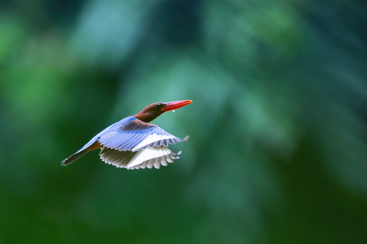 White-throated Kingfisher - ML627706679