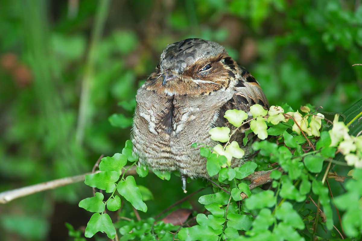 Gray Nightjar - ML627706705