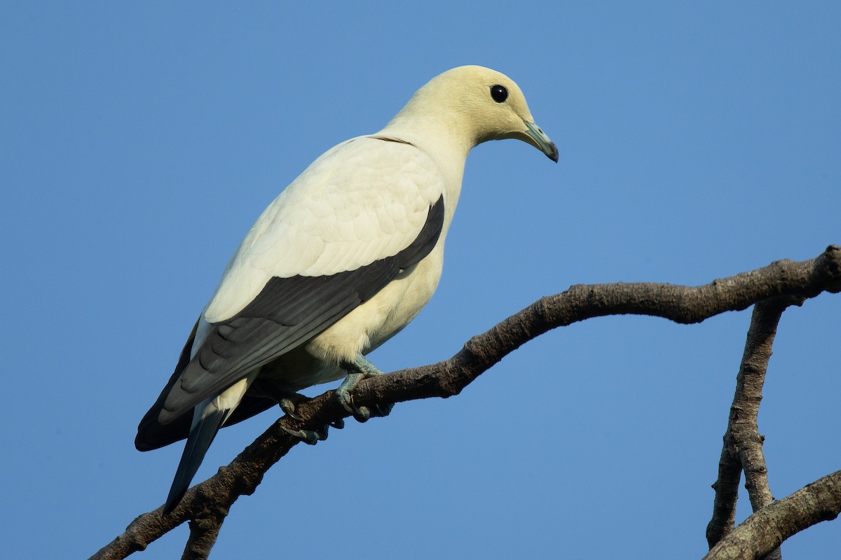 Pied Imperial-Pigeon - ML627706728