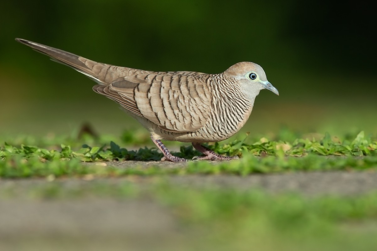 Zebra Dove - ML627706734