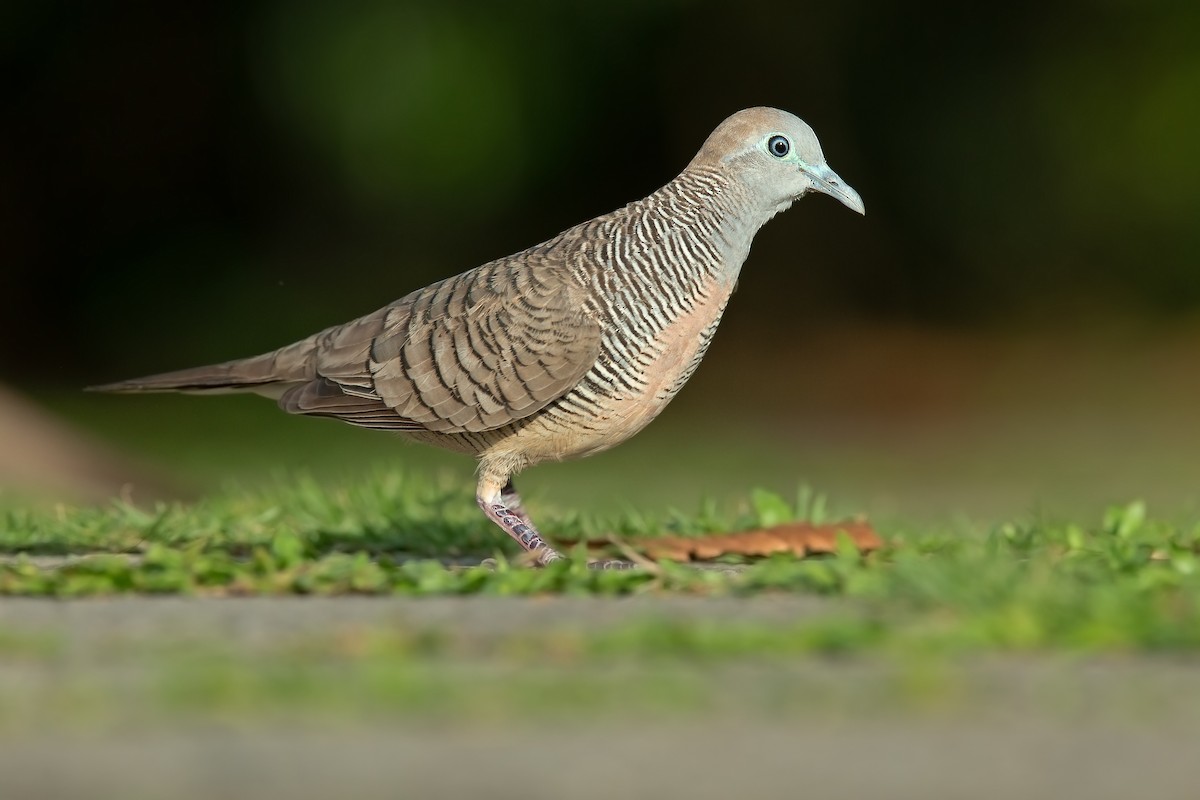 Zebra Dove - ML627706736