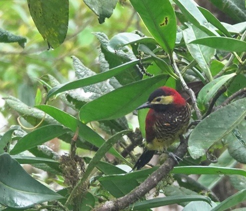 Crimson-mantled Woodpecker (Crimson-mantled) - ML627706863