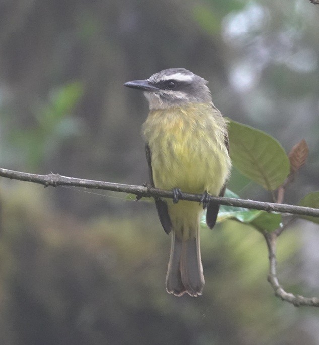 Golden-bellied Flycatcher - ML627706870