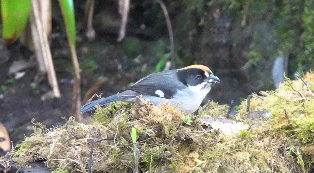 White-winged Brushfinch (White-winged) - ML627706884