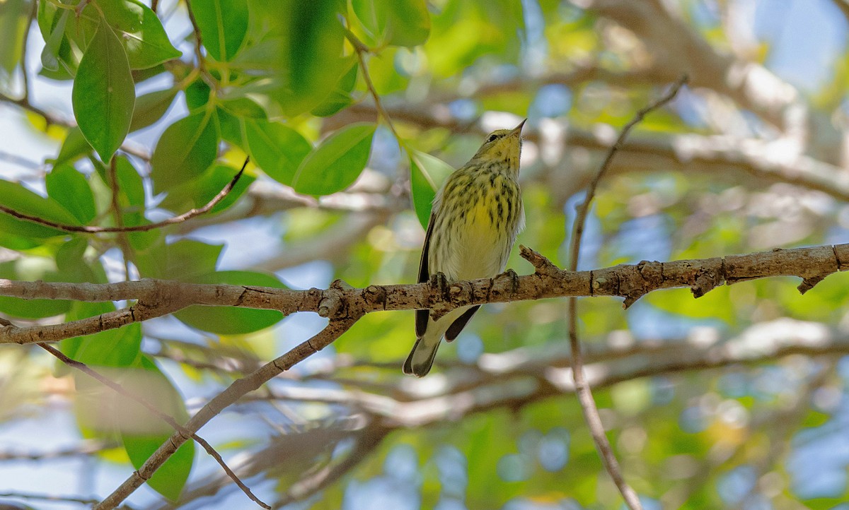 Cape May Warbler - ML627706908