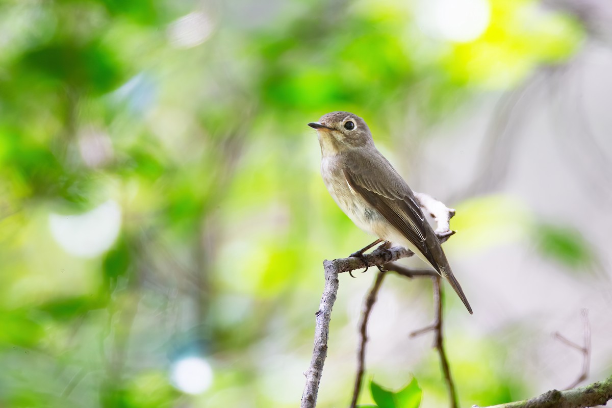 Asian Brown Flycatcher - ML627706943