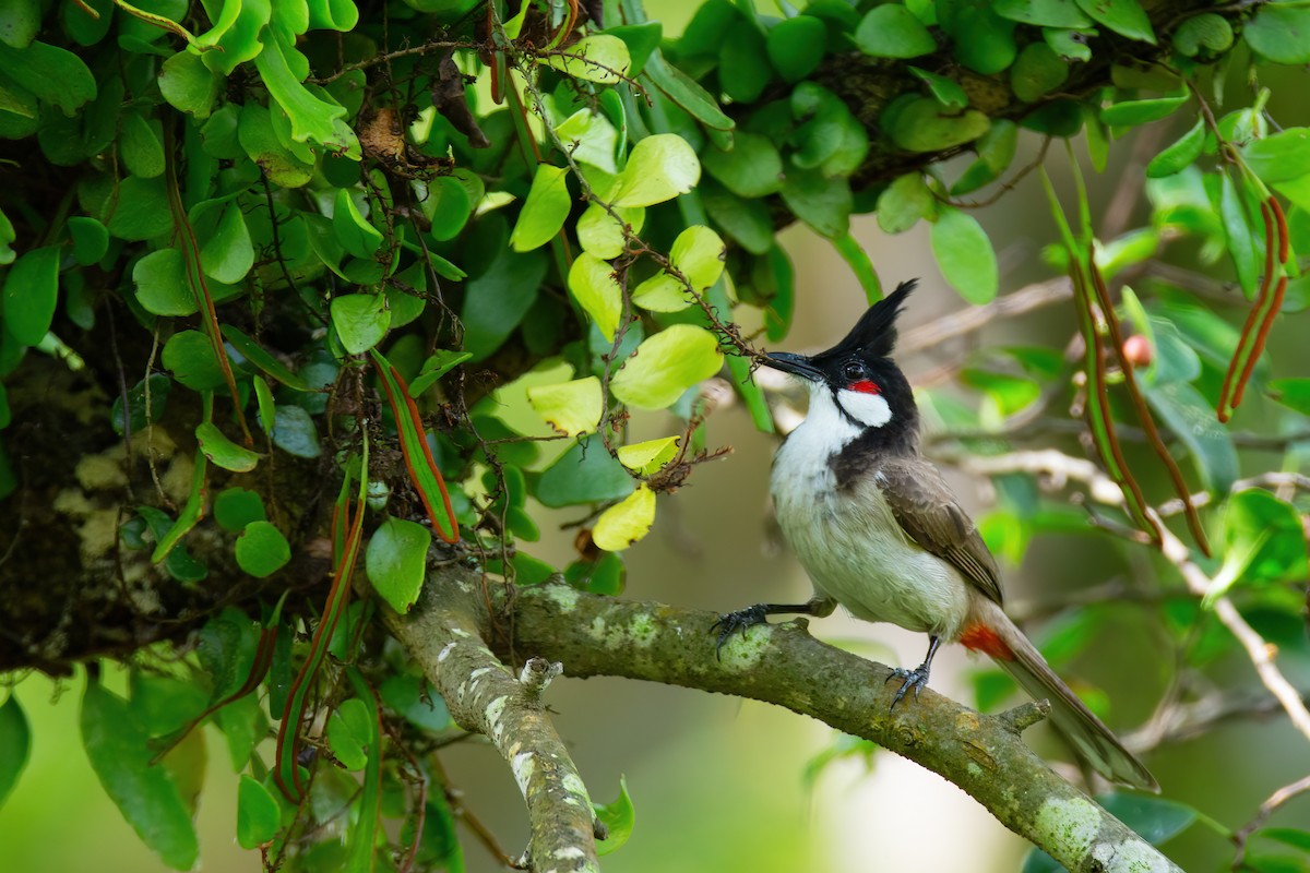 Red-whiskered Bulbul - ML627706960