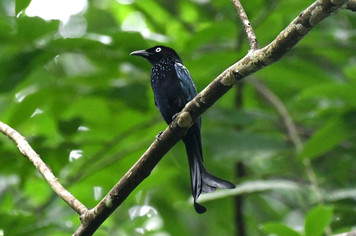 Hair-crested Drongo (White-eyed) - ML627707029