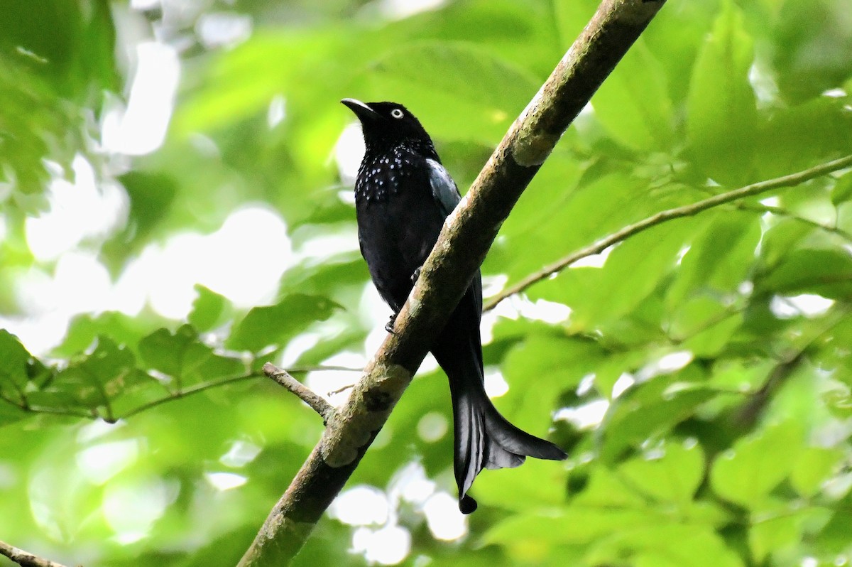 Hair-crested Drongo (White-eyed) - ML627707030