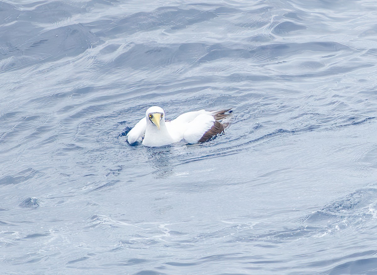 Masked Booby - ML627707110