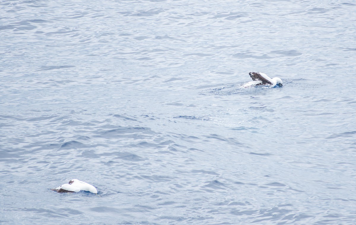 Masked Booby - ML627707111