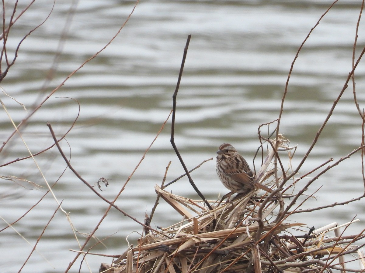 Song Sparrow - ML627707164