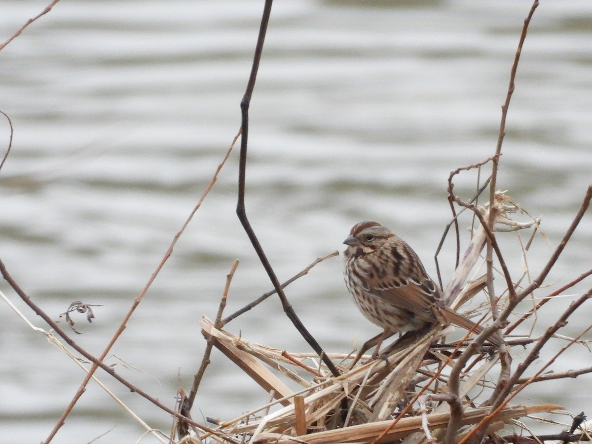 Song Sparrow - ML627707175