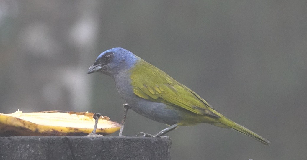 Blue-capped Tanager - ML627707176