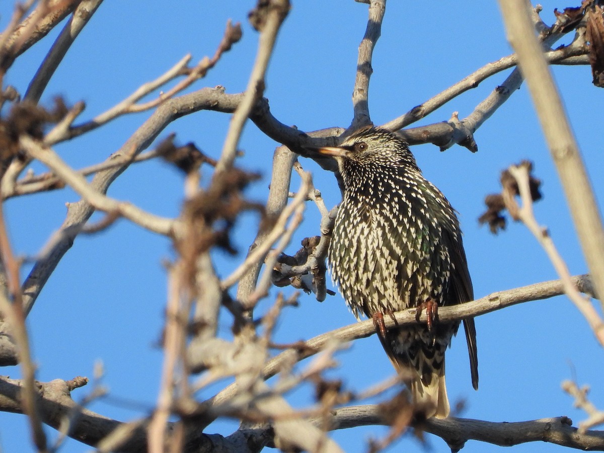 European Starling - ML627707487