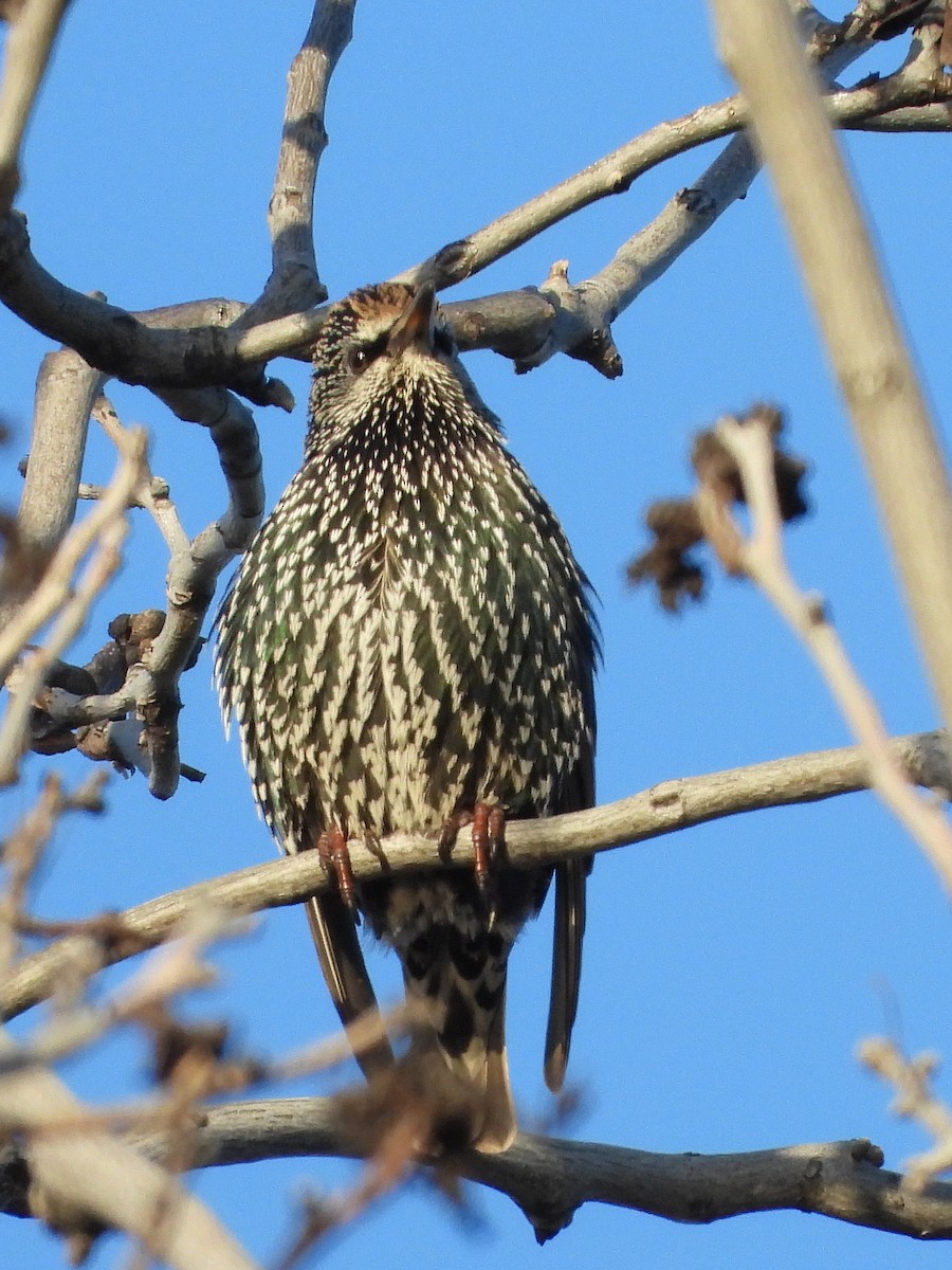 European Starling - ML627707494