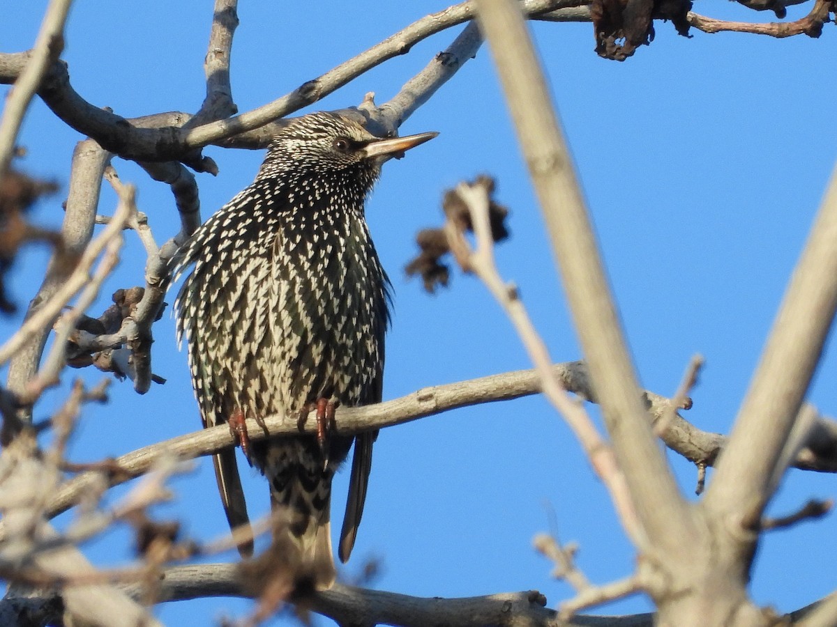 European Starling - ML627707500