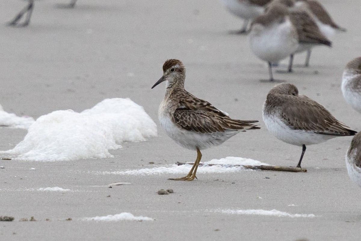 Ml627707548 - Sharp-tailed Sandpiper - Macaulay Library