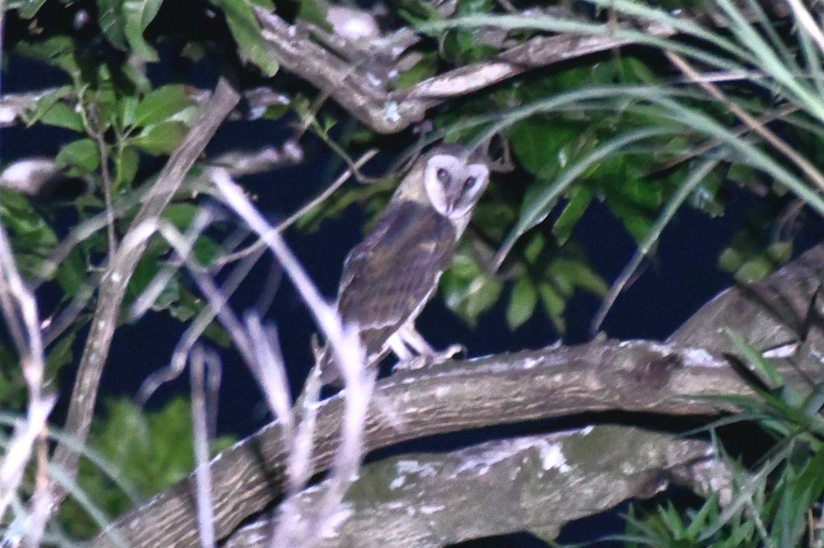 Sulawesi Masked-Owl - ML627707564